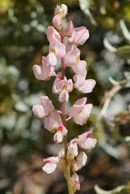 Check spelling or type a new query. Scientific Name Lupinus Arizonicus Common Name Arizona Lupine Lupines Arizona Wildflowers Common Names