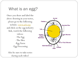 Are you searching for egg label png images or vector? The Egg Story Ppt Video Online Download