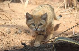 ‪Fantastic felines: A world of wild cats | Natural History Museum‬‏