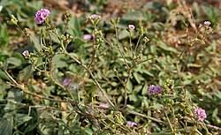 Image result for Boerhavia