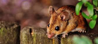 Rats can damage clothes, electronic equipment and other items. Rat And Mouse Control And Eradication Sydney Safe For Pets And Wildlife
