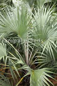 Image result for Hyphaene