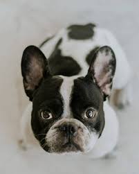 Though the boston terrier french bulldog mixes may not have severe health hazards as their parent breeds, however, certain common concerns faced by their parents like respiratory disorders, eye ailments, digestive concerns, sensitivity to extremes of temperatures might be observed in them. Say Hello To The Frenchton The Dog That Crossed An Ocean Animalso