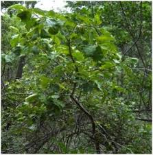 Image result for Turraea nilotica