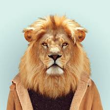 Barcelona Based Photographer Yago Partal Zoo Portraits Show Off Animals In Snazzy Dress Hayvan Modasi Komik Hayvanlar Hayvan