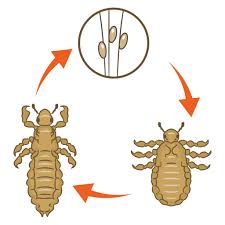 Image result for lice life cycle