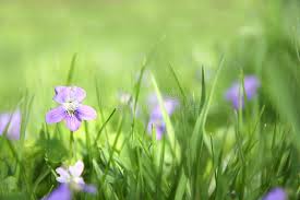 We did not find results for: 2 566 Small Wild Violet Flower Green Grass Background Photos Free Royalty Free Stock Photos From Dreamstime