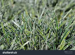 Image result for Ficinia