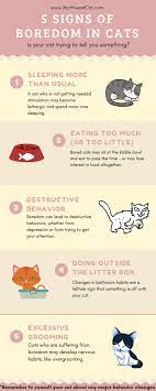 5 Signs That Your Cat Is Bored Daily Infographic Cat Infographic Boredom Infographic