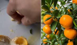 If possible, keep the planter with the seeds next to a sunny window that allows the seeds to feel the warmth and consume the energy they need to grow. Simple Trick To Grow Orange Trees From Seeds Really Fast Garden Lovers Club Fruit Trees Backyard Fruit Tree Garden Growing Citrus