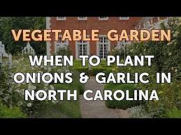 When To Plant Onions Garlic In North Carolina Youtube