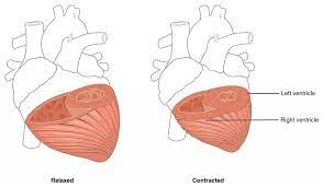 It lies behind the fifth left intercostal space, 8 to 9 cm. Heart Anatomy Anatomy And Physiology Ii