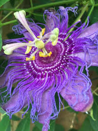 Passion Flower Vine Flowering Vines Passion Flower Flowers