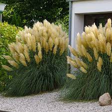 Naturagart Shop Pampasgras Niedrig Online Kaufen