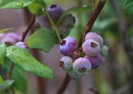 Where do blueberries grow naturally? Blueberries On The Vine Photograph By Cathy Lindsey