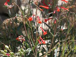 Image result for Secamone punctulata