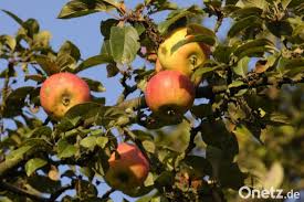 Wer äpfel oder blumen aus nachbars garten stibitzt, begeht diebstahl. Amberger Stadt Apfel Pflucken Erlaubt Onetz