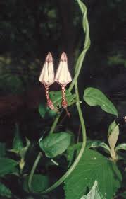 Image result for Ceropegia arenarioides