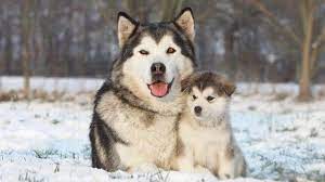 Maybe you would like to learn more about one of these? Alaskan Malamute Price Temperament Life Span
