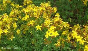 Johanniskraut heilt die psyche und hilft, depressive episoden zu überwinden. Johanniskraut Artgerecht Tier