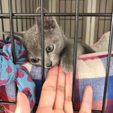 初めて猫と暮らしてみたら。 - ハヤタ雑貨店