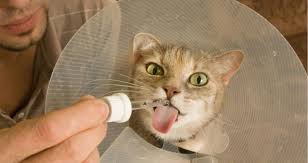 Can You Give A Cat Benadryl Petcoach
