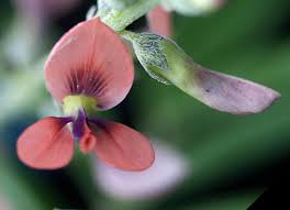 Image result for Indigastrum costatum