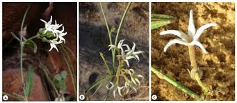 Image result for Orthanthera jasminiflora