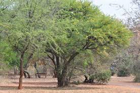 Image result for Acacia haematoxylon