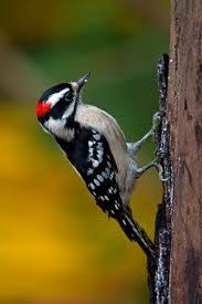 Black And White Bird With Red Spot On Head Downy Woodpecker See The Spots Red Dot On Head Hanging On Sideways Usually Downy Woodpecker Bird Watchers Birds Butterflies