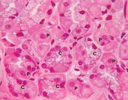 Pepsin, powerful enzyme in gastric juice that digests proteins such as those in meat, seeds, and dairy products. Pepsin Description Production Function Britannica