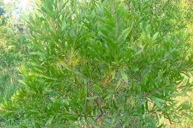 Image result for Acacia melanoxylon