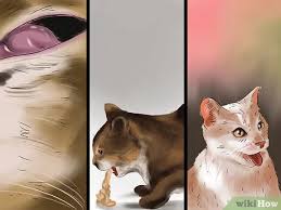 Dig the sting in deeper and pump in the have i heard of people being stung by excised bee stings before? i found solace reading this post. How To Treat A Bee Sting On A Cat 9 Steps With Pictures