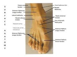 Bones Of The Foot Ankle Ppt Download