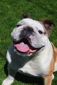American bully french bulldog bulldog bulldog frenchbulldog french mastiff french bulldog french bulldog english bulldog. 1500 Bulldog Names To Make An Awesome Friendship
