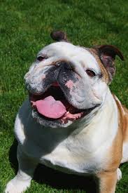 Find the perfect name with our collection of famous 3 female english bulldog names. 1500 Bulldog Names To Make An Awesome Friendship
