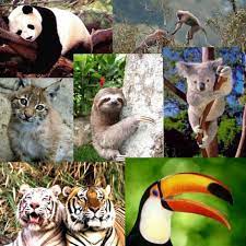 Resultados De La Busqueda De Imagenes Animales En Peligro De Exticion Y Por Las Causas Q Desa Animales En Peligro De Extincion Dia Mundial Del Animal Animales