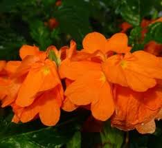 Image result for Crossandra nilotica