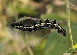 You can do this by. Anne Roberts Gardensbad Caterpillars V Good Caterpillars