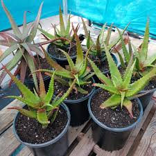 Image result for Aloe cameronii