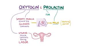 Image result for Prolactin