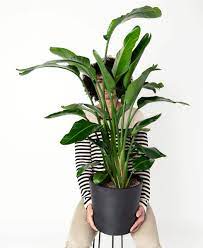 Bird Of Paradise Plant Care Guide Birds Of Paradise Plant Paradise Plant Birds Of Paradise
