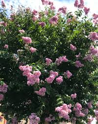 Next, spread a layer of hardwood mulch around the tree to help the soil retain moisture. How To Grow Crepe Myrtle Trees Natalie Linda