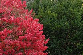 As the plant matures, renewal pruning will be needed. Burning Bush Growth Information Burning Bush Care And Maintenance