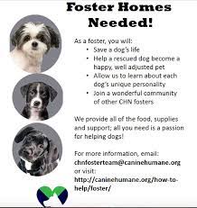 If you've been thinking about adopting (or fostering), here's some good news: Dog For Adoption Wanted Foster Moms Dads A Mixed Breed In Highland Md Petfinder