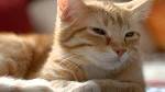 Top 30 Cat Breeds | PetHelpful
