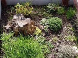 Babygehege Pflanzen Landschildkroten Schildkrotengehege Griechische Landschildkrote