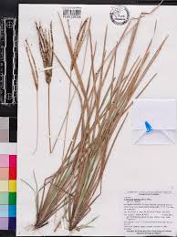 Image result for Eustachys paspaloides