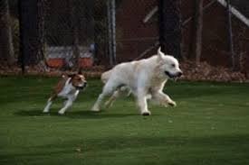 Maybe you would like to learn more about one of these? How Do I Find Vets Near Me Harmony Animal Hospital
