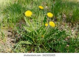 Image result for Taraxacum